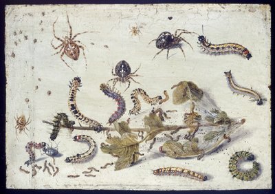 Various Spiders and Caterpillars, with a Sprig of Gooseberry, early 1650s by Jan van Kessel the Elder